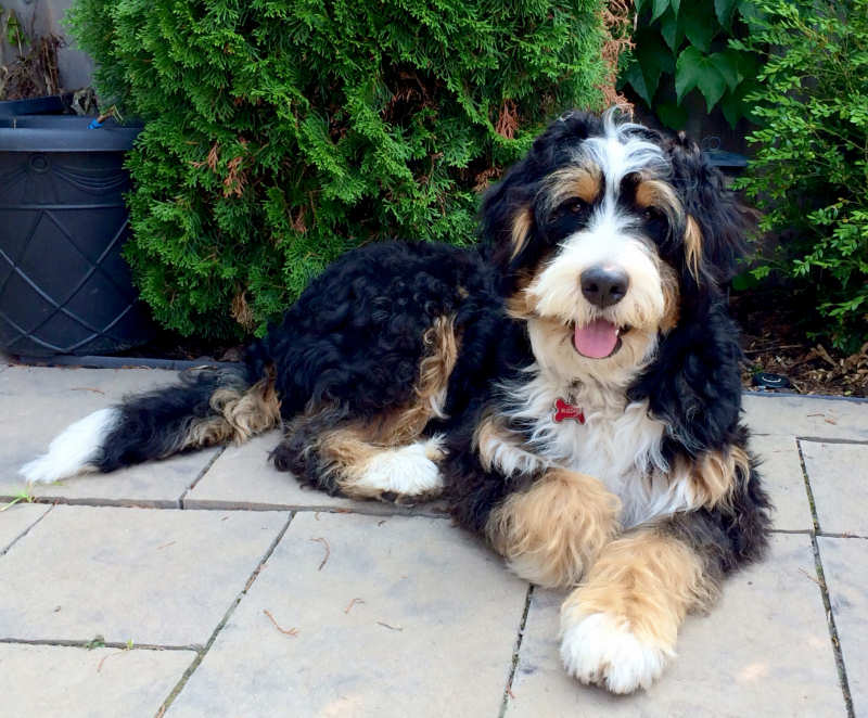 tri colour bernedoodle