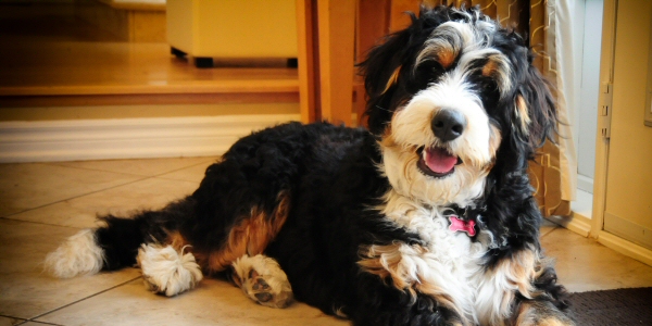 bernedoodle puppies midwest