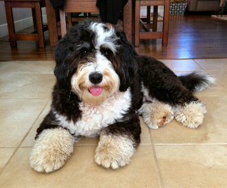 mini bernedoodle breeder near me