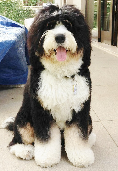 mini bernedoodle breeder near me